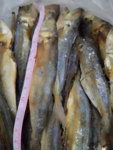 1 kg isi 30-40 ikan peda medan ikan asin ikan kering segar