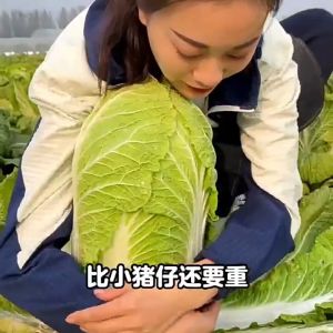 CHINESE CABBAGE / PECHAY BAGUIO SEEDS (200 seeds)