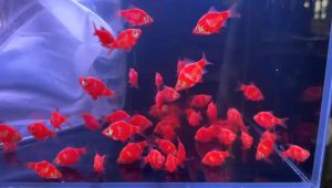 Pink Tiger Barb Fish/ Freshwater/ Livefish/ 粉红虎鱼