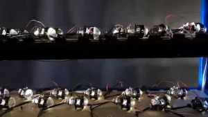 BILED WST 2.5/3 INCH Fiber Karbon DC 55W/12V PROYEKTOR YANG DIPIMPIN PROJIE LENSA BIRU