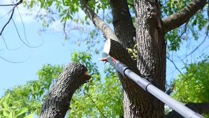 Tree Manual Saw high-branch saw High Altitude Branch Pruning garden pruning branch garden double hook Bending Saw.Sharp Hand Saws for Tree Trimming Outdoor Portable Garden Multi-Function Saw