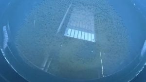 Glow in The Dark Gel Blaster Ammo 18600 Glow in The Dark Gelfire Rounds7-8mm Luminous Gel Balls for Gel Blasters