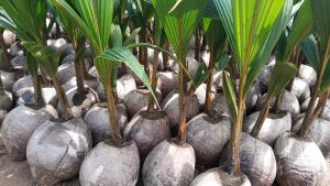 DỪA XIÊM MÃ LAI ĐÍT BẦU CHUẨN GIỐNG.THU HOẠCH SAU 24 THÁNG TRỒNG