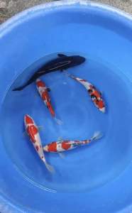 Japan koi import 23-28cm from Maruhiro & Marudo Farm  5pcs Combo 3440  with 15% discount promo now  ( showa sanke  kohaku karasugoi )
