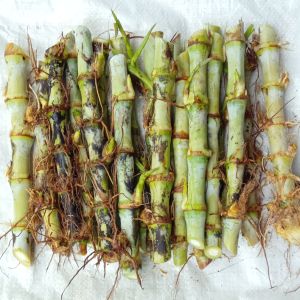 Bibit rumput odot super asli 1 kg odot jumbo