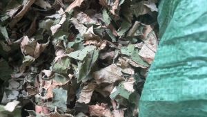 Trà lá sen khô 500g va 1 ký dùng hãm trà uống hằng ngày ( loại 1 thái nhỏ phơi khô sạch)