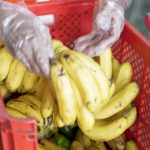 SukiGrocer Garlic Taiwan Whole 230-250g / 400-500g [Bawang]