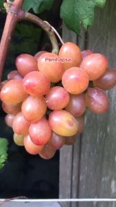 Anggur Bogema Import Asli Grafting