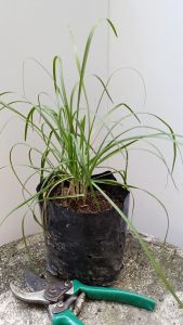 ต้นกุยช่าย ผักแป้น ส่งพร้อมถุงเพาะ 5.5นิ้ว 4 ถึง 6 ต้น ผักไม้กวาด