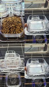 Water dish - feeding fish / cepuk tempat makan burung hamster gecko