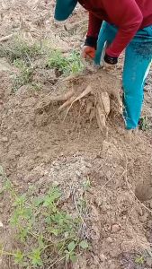 ส่งฟรีไม่ใช้โค้ด - บูม99 ปูนล้อย พืชทุกชนิด หนังสือแถมเสื้อ ไม่ต้องเร่งผลผลิต สำหรับปุ๋ยน้ำระเบิดหัวมัน ยิ่งถูกถูกต้อง!