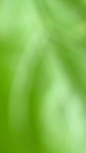 Gạc hươu non tăng cân SUMO Deer Antler Liquid hỗ trợ tăng cân cải thiện tình trạng biếng ăn cho trẻ - Hộp 10 gói