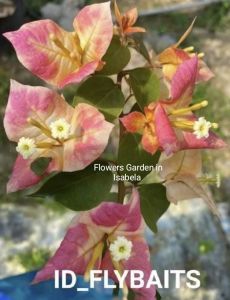 Super Top Rare Bougainvillea FLYBAITS Plant (For Sure Buyer Only)