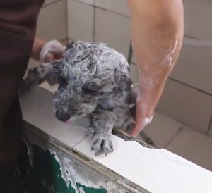 MEOW Organic Olive Essence Pet Dog Cat Shampoo - Anti Tick, Anti Bacterial, Color Protection - 450ml/15.8 fl.oz - Mild and Safe with Rotenone - Whitening and Deodorizing Formula