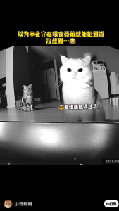 SG【Ready Stock】Smart Pet Feeder with 5L Capacity Automatic Cat Supplies Remote Video Monitoring Smart Feeder