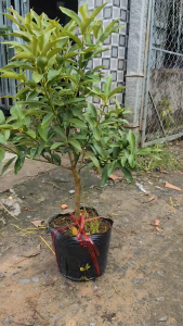 Cây giống Tắc Mỹ Vỏ Ngọt - Cây Trồng Chậu - Chuẩn giống - Cho Trái Quanh Năm - Cây Giống Vân Anh