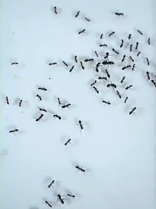 🐜มดตายหมด🐜ยาฆ่ามด เหยื่อมด เหยื่อกำจัดมด เจลกำจัดมด ใช้งานง่าย เพียงติดไว้ ดึงดูดมดได้ดี ตายยกรัง สามารถฆ่ามดได้หลายชนิด ยากำจัดมด กำจัดมด ซันเจียฆ่ามด เจลฆ่ามดยกรัง เจลฆ่ามด ant killer