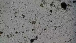 เหตุเกี่ยวกับหัวเชื้อจุลินทรีย์ พันธ์ไทย ชนิดผงแห้งบรรจุ 1 กิโลกรัมต่อถุง ใช้ทำหัวเชื้อจูฟส์ ชนิดน้ำเท่าน้ำมัน (EM) 120 ลิตร