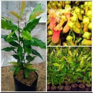 Pohon Cengkeh Zanzibar unggul-bibit cengkeh pilihan