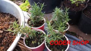 Hạt Giống Hương Thảo ROSEMARY Gói 0.03 gram