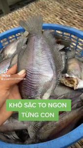KHÔ CÁ SẶC BỔI CÀ MAU 500gr KHÔ CÁ SẠC LẠC  LOẠI 1 ( chỉ 8-7 CON /KG) ĐẶC SẢN MINH TRIẾT CÀ MAU