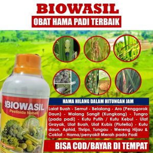 Pestisida Organik Ampuh Atasi Kungkang/Walang Sangit Semua Tanaman - Pupuk Organik BIOWASIL Obat Hama Kungkang/Walang Sangit Padi Cabe Bayam Buah dan Sayur dll - Pupuk Insektisida Cair Atasi Hama Kungkang/Walang Sangit Semua Tanaman isi 500 ML