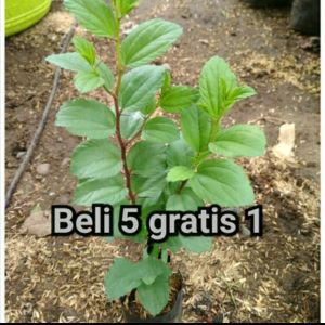 bibit bidara arab asli /bibit pohon bidara arab super murah / pohon bidara asli