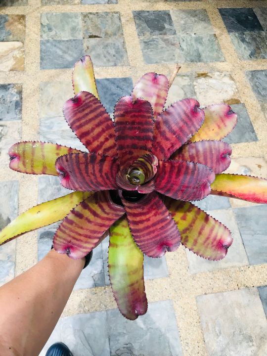 Neoregelia Aussie Red Tiger ブロメリア・エアープランツ