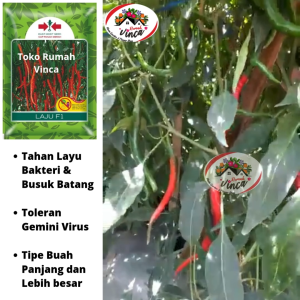 Benih Bibit Cabe Keriting Tahan Layu LAJU F1 150 Butir Cap Panah Merah