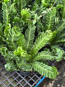 #เฟิร์นข้าหลวงคอบบร้า (Cobra Birds nest fern) #ใบหยักลอนเป็นคลื่น สวยงามเป็นเอกลักษณ์ หน้าตาน่ารัก ไม่เหมือนใคร ใบม้วนไปม้วนมามองเพลินๆไม่เบื่อเลย ต้นไม้มงคล เสริมความภูมิฐาน เกียรติยศ #เฟิร์นข้าหลวงคอบร้า (Cobra Birds nest fern) #ไม้ฟอกอากาศ จัดส่งทั