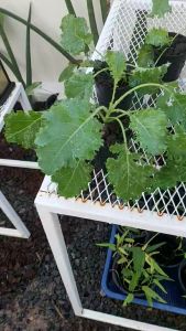 ต้นเคลใบหยิก  สินค้าพร้อมจัดส่ง