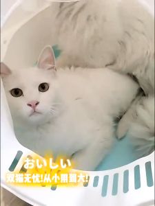BOB PET Cat Litter Box With Scoop Kitten Litter Box Cat Toilet Deodorization leakage prevention Kitten Big Cat Toilet