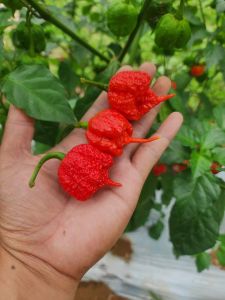 CAROLINA REAPER High Quality Seeds