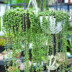1Pcs Artificial Lovers Tears Vine Leaf Stems for Home Decoration Bride Wedding Vases Wall Hanging Simulated Green Plant Decor