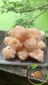 (20 Ổ)Trứng Ốc Nhồi Miền Bắc - Tặng 4 Ổ ThảoVi.Farm