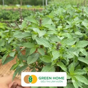 Hạt Giống Rau Quế Greenhome Gói 10gr~5000 hạt Húng Quế Dễ Trồng Quanh Năm Nảy Mầm Cao Thu Hoạch Nhanh Năng Suất Cao G07