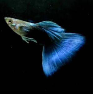 Hb Blue Guppy 1 Pair