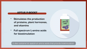 APTUS P-BOOST Phosphorus booster 50ml (organo-minerals pH Down Improve blooming process stimulate production of vitamins plant hormones and proteins Fertilizer Booster NPK Fertilizer NPK 5-15-0 Super Concentrated 1:2000)