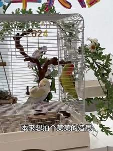 Bird Cage For Parrot Cage Bird Cage For Parrot Cage Bird Cage Budgie Cage Birdcage Small Sun Xuanfeng Tiger Skin Special Cage 鸟笼子