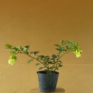 Cây Huyền Trân Công Chúa - Cây Cảnh Sân Vườn