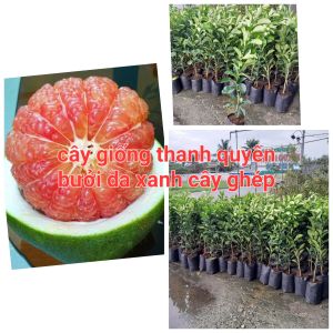 CÂY GIỐNG BƯỞI DA XANH RUỘT HỒNG.Cây ghép cao 40cm đến 60cm