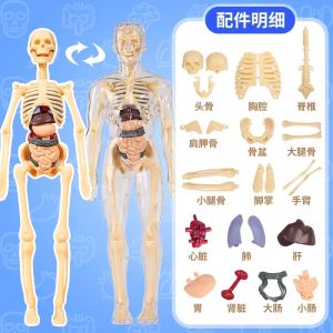 Đồ Chơi Mô Phỏng Xương 3D Có Thể Tháo Rời Cho Trẻ Em Đồ Chơi Giáo Dục Mô Hình Cơ Thể Toàn Thân Mô Phỏng Giải Phẫu Y Học