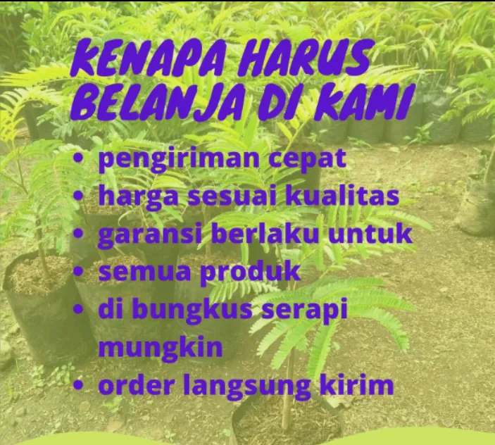 buah%20pinang%20muda,%20buah%20jambe%20segar%20BELI%203KG%20GRATIS%20250G%20buah/pohon/akar%20pinang%20meningkatkan%20gairah%20-%20Image%208