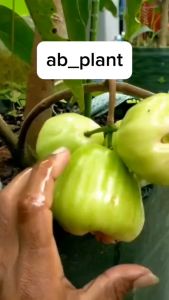 BIBIT JAMBU AIR KIOJOK