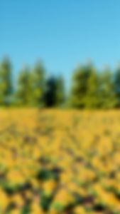 BIOTALK HONEY CALENDULA BODY WASH (FREE GIFT) Melembabkan dan Menenangkan Kulit Eksim Psoriasis Sensitif Alergi Kering 300ML Sabun no SLS/SLES / Sabun Mandi Cair Natural / Sabun penghilang bekas luka / Sabun Untuk Panu Paling Ampuh / Sabun Perawatan Kulit