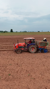 ท่อนมันสำปะหลังพันธุ์ระยอง 81 แท้ 💯 ตัดใหม่สดทุกออเดอร์ ยาว 20 ซม. ✅ 100 ท่อน/ลัง แตกยอดแรง ลงหัวดี