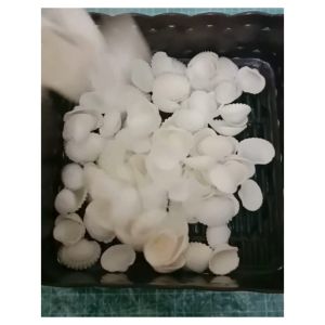 (±150 pcs) Cangkang Kerang Dara Mix Kecil - Sedang / Hiasan / Prakarya / Bahan Tempelan / Kerajinan Tangan / Dekorasi / Craft / Aquarium