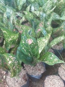 Tanaman hias aglonema ruby spider warna hijau totol pink