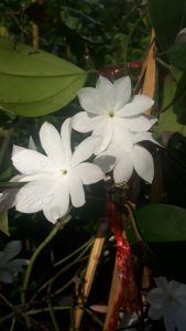 มะลิ ร ๕ กระถาง 11 นิ้ว มะลิดอกที่ใหญ่ที่สุด (กทม)