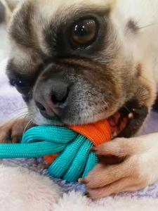 Durable Dental Chew Toy for Dogs Interactive Tug of War Knot Weaved Ball Suitable for Small Medium Large Dogs Pet Teeth Cleaning